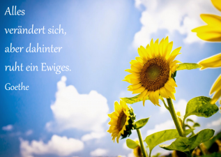 Sonnenblume Spruch.png